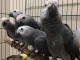 Adoption perroquet gris du Gabon 