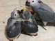 Perroquet gris du Gabon à adopter 