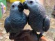 Couple perroquet gris du Gabon à donner 