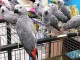 Adorable perroquet gris du Gabon disponibles 