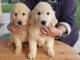 Chiots golden retriever