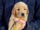 Chiots golden retriever