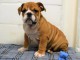Chiots bouledogue anglais