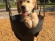 Chiots golden retriever