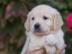 Chiots golden retriever