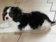 Chiot cavalier king Charles