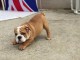 Chiots bouledogue anglais