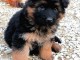 Chiots berger allemand 