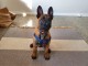 Chiots berger allemand 