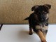 Chiots berger allemand 