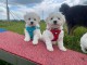 0682129448  Bichon a donné 