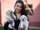 Labrador Retriever chiots