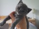 A donner chatons Chartreux 