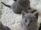 Je donner chatons Chartreux 