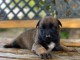 Berger Belge chiots à vendre