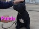 Cane Corso chiots à vendre