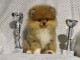 Poméraniens Bouh chiots