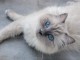 Adorable chaton ragdoll LOOF sont disponibles 