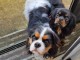 Adorable chiot cavalier king charles 