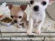 Je chiot chihuahua disponibles 