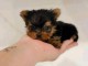 Chiot yorkshire terrier à adopter 