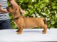 Teckel standard chiots