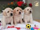 Labrador retriever chiots