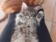 A donner urgent chatons main coon 
