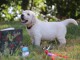 chiot Golden Retriever âgé de 3 mois