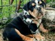 Bulldog anglais chiots à vendre