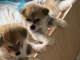 Adoption chiots Akita inu disponibles 