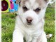 Adorable chiot husky sibérien à adopter 