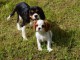 Chiot cavalier king charles a donner 