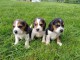 Adorable chiot beagle disponibles 