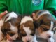 Adoption chiots beagle disponible 