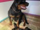 Dons chiot rottweiler disponibles 