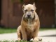 Bully américain XL chiots