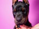 Doberman chiots à vendre