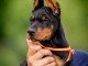 Doberman chiots à vendre
