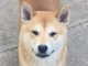 Shiba Inu chiots à vendre