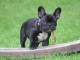  Magnifiques chiots bouledogue français disponible pour bonne fam