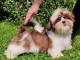 Chiot shih Tzu mâle a donner 