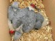 Bébé perroquet gris du Gabon a donner 