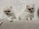 Chiot spitz allemand adorable 