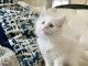 Chatons Ragdoll disponible de suite 