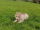 Adorable chiot husky sibérien sont disponibles 