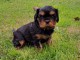 chiot cavalier king charles à donner 