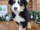 Chiot berger australien lof mâle 