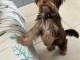 Chiot yorkshire à adopter 