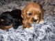 À adopter chiot cavalier king charles 
